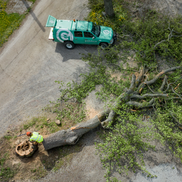 professionell arborist på Värmdö och i Stockholm