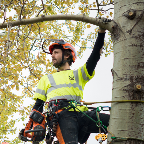 professionell arborist på Värmdö och i Stockholm