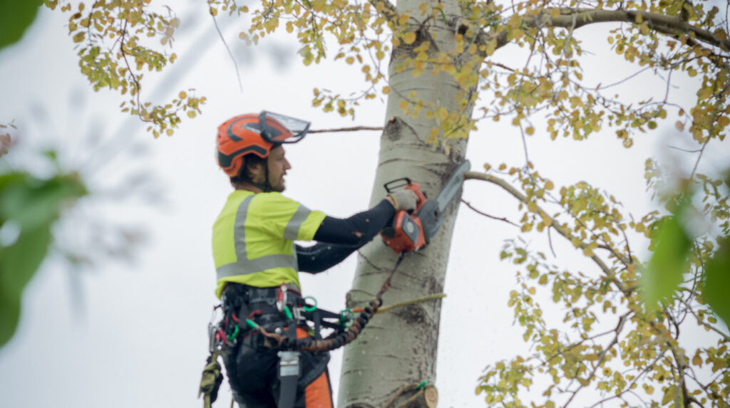 professionell trädskärning på Värmdö och i Stockholm